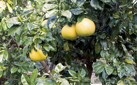 させぼの柑橘｢長崎ざぼん｣･｢江上文旦｣セット