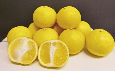 させぼレモン(新種和レモンみよし)生果実