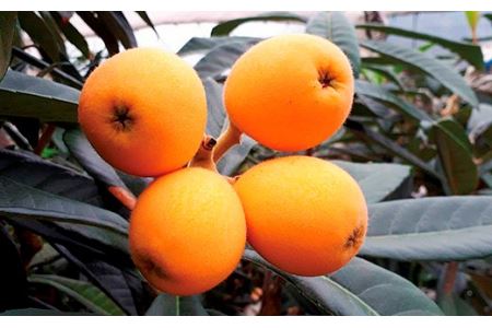 長崎温室栽培びわ(2L・L・Mサイズ1,000g)