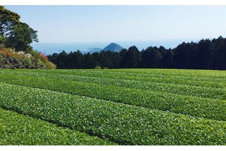 黄綬褒章受章有機緑茶抹茶入りティーバッグ | 長崎県佐世保市