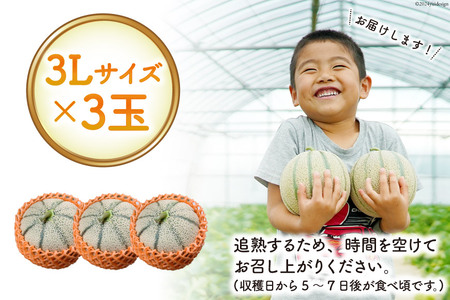 AI113 【令和7年度出荷分】島原赤肉メロン「マルセイユ」 3L × 3玉 [ メロン めろん マルセイユ 赤肉 フルーツ 果物 小原商店 長崎県 島原市 ]