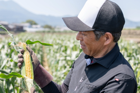 AI207【令和8年度出荷分】とうもろこし スイートコーン イエロー 2L～3Lサイズ 11本～12本 計5kg [長崎県 島原市]