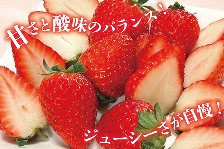 AI377 【2025年12月発送開始】いちご ほおばるベリー 約 1kg 250g 4パック [長崎県 島原市]