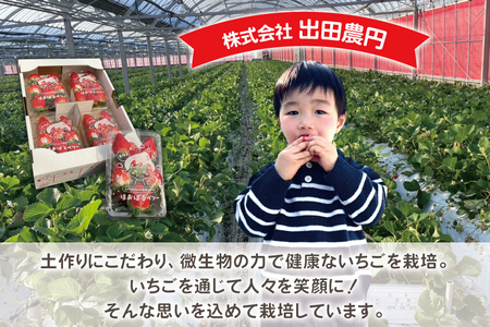 AI377 【2025年12月発送開始】いちご ほおばるベリー 約 1kg 250g 4パック [長崎県 島原市]