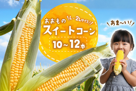 AI378 スイートコーン 10〜12本 L〜2Lサイズ おおもの [長崎県 島原市]
