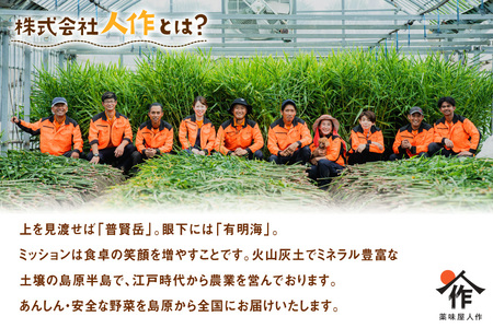 AI378 スイートコーン 10〜12本 L〜2Lサイズ おおもの [長崎県 島原市]