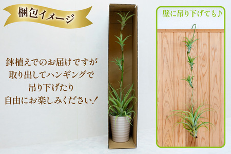 AI176 鉢植えで飾る チランジア フレクスオーサ  [長崎県 島原市]