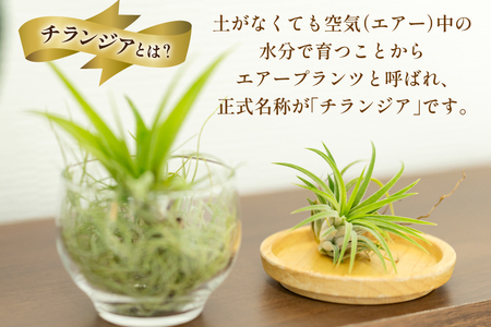 AI177 チランジア 3種 セット [長崎県 島原市]