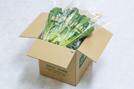 AI332 定期便 3回 小松菜 30束 [長崎県 島原市]