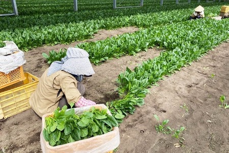 AI331 定期便 12回 小松菜 10束 [長崎県 島原市]