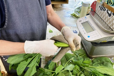 AI331 定期便 12回 小松菜 10束 [長崎県 島原市]