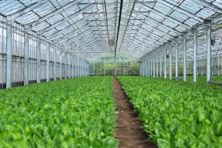 AI329 定期便 3回 小松菜 10束 [長崎県 島原市]