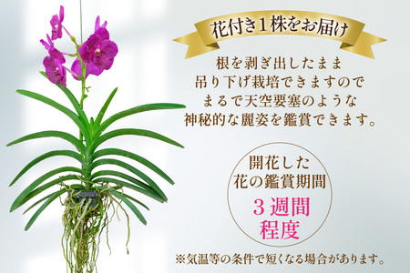 AI179 希少な花 心躍る「華やかな恋」の予感 翡翠蘭(バンダ)1株 花付き ピンク [長崎県 島原市]