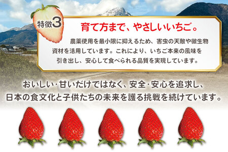 AJ437 【2025年12月発送開始】 いちご ほおばるベリー 約 500g ( 250g 2パック ) [長崎県 島原市]