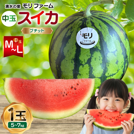 AJ459 【令和8年度出荷分】 湧水の里 モリファーム 中玉スイカ プチット M～L 5～7kg 1玉 [ 先行予約 数量限定 中玉 スイカ 西瓜 フルーツ 果物 長崎 長崎県 島原市 ]