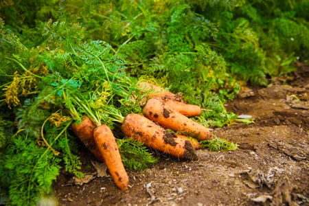 AJ463 【令和9年出荷分】 にんじん 宮崎さんのフルーツ人参 5kg