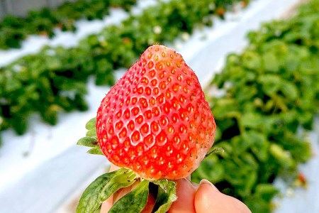 Ae133 期間限定 野菜ソムリエselection 特選いちご 恋みのり ゆめのか 2lサイズ 各2パック 長崎県島原市 ふるさと納税サイト ふるなび