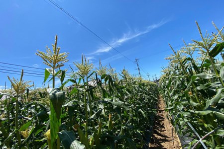 BE279【令和8年度出荷分】5月下旬から出荷！ 朝どれ スイートコーン L×11～15本セット (4.5kg入) ～名水百選の里 島原産～