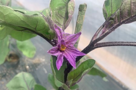 BF003【令和8年度出荷分】皮までおいしい！島原 大長ナス 3kg [ 長崎県 島原市 ]