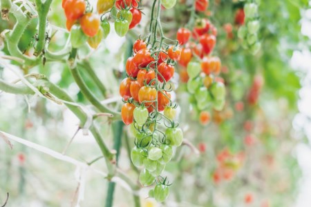 AF015 朝採れミニトマト トマトベリー たっぷり！1kg [ 長崎県 島原市 ]