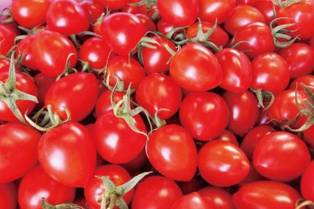 AF015 朝採れミニトマト トマトベリー たっぷり！1kg [ 長崎県 島原市 ]