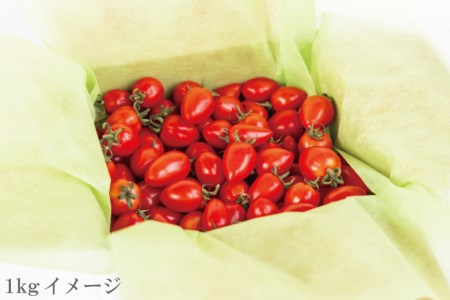 AF015 朝採れミニトマト トマトベリー たっぷり！1kg [ 長崎県 島原市 ]