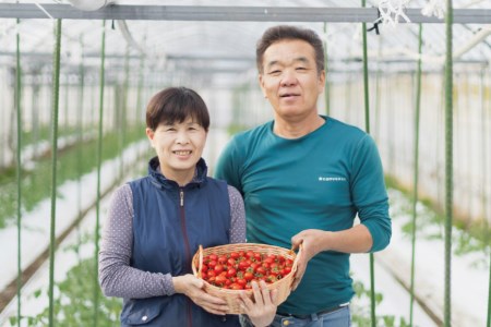 BF016 朝採れミニトマト トマトベリー どっさり！3kg [ 長崎県 島原市 ]