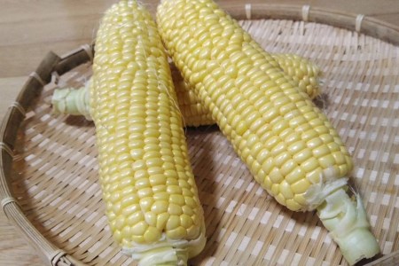 BF109 10月下旬から出荷！「朝どれスイートコーン！」Mサイズ以上×18本以上【全国的にも珍しい秋季出荷】