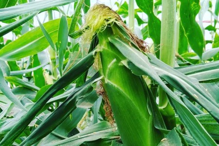 BF112 10月下旬から出荷!「幻の朝どれホワイトコーン!」Mサイズ以上×18本以上【全国的にも珍しい秋季出荷】