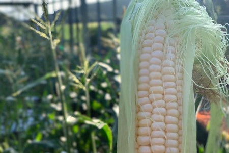 BF113 10月下旬から出荷!「幻の朝どれホワイトコーン!」Lサイズ以上×5本セット【全国的にも珍しい秋季出荷】