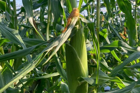 BF113 10月下旬から出荷!「幻の朝どれホワイトコーン!」Lサイズ以上×5本セット【全国的にも珍しい秋季出荷】