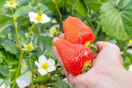 【期間限定発送】EA050 長崎県知事賞受賞【 大玉 いちご 】「 ゆめのか (3L~5L)」265g×4パック <1~4月にお届け> レビューキャンペーン