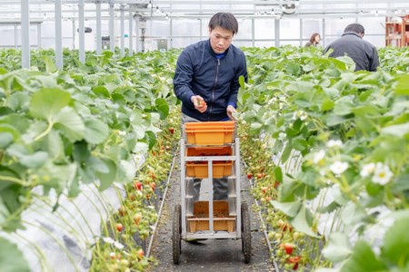 【期間限定発送】EA050 長崎県知事賞受賞【 大玉 いちご 】「 ゆめのか (3L~5L)」265g×4パック <1~4月にお届け> レビューキャンペーン