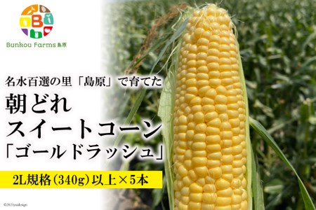 BE280 【令和7年度出荷分】 5月中旬から出荷！「朝どれスイートコーン！」2L×5本セット ～名水百選の里 島原産～