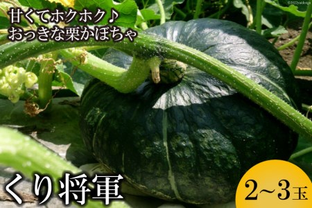 AE157ホクホク甘い! 長崎県産 くりかぼちゃ 「くり将軍」 約5kg(2~3玉)