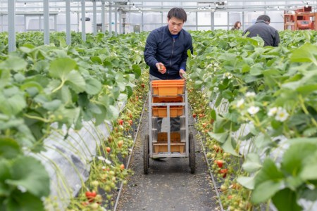 BG068 長崎県知事賞受賞【 大玉 いちご 】「 恋みのり (3L～5L)」265g×4パック ＜12月までにお届け＞