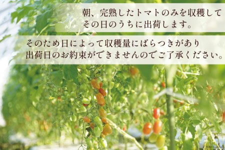 AG136【3回定期便】全国にファンがいる高級フルーツトマト たっぷり！アイコ 1kg
