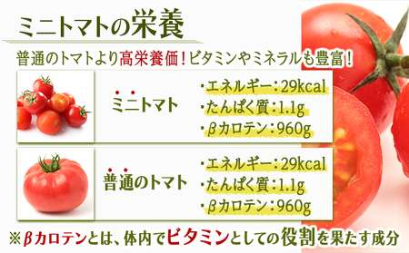 【訳あり】 ミニトマト3kg / 訳あり 訳アリ ミニトマト プチトマト トマト とまと 野菜 やさい / 諫早市 / 原農園 [AHCZ001]