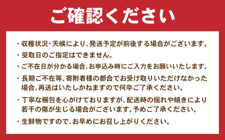 先行予約 伊木力みかん（大玉）10kg / みかん ミカン 蜜柑 フルーツ 果物 / 諫早市 / 山野果樹園 [AHCF005]