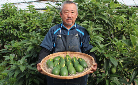 【10月下旬頃より順次発送】長崎県産 完熟アボカド【翡翠玉】３個セット / アボカド あぼかど 国産 新鮮 贈答 / 諫早市 / アボカド長崎農園 [AHEA001]