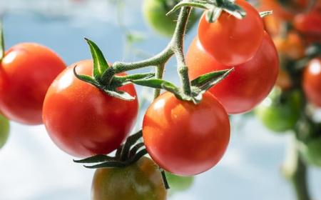 プチッと弾ける果汁「宮トマト」1kg /トマト とまと ミニトマト