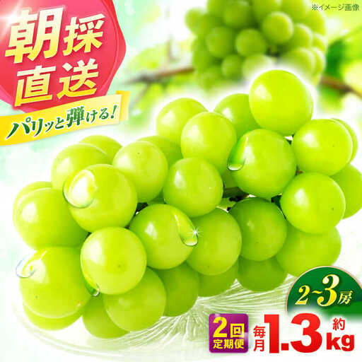 【2回定期便】※【2026年9月より順次発送／先行予約】シャインマスカット 約1.3kg(2〜3房) 家庭用 / フルーツ フルーツ定期便 果物 果物定期便 ぶどう マスカット しゃいんますかっと / 諫早市 / 肥前グローカル株式会社[AHDI011]