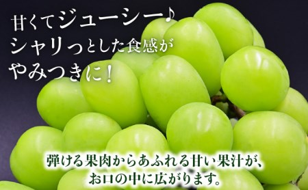 【先行予約】長崎県産 シャインマスカット約1400g 大粒 マスカット 種なしぶどう