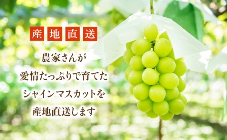 【先行予約】長崎県産 シャインマスカット約1400g 大粒 マスカット 種なしぶどう