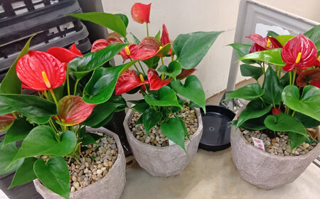 【6回定期便】 おまかせ そのまま飾れる インテリアグリーン / 観葉植物 鉢植え 鉢 植物 花 フラワー 旬 育てやすい 寄せ植え おしゃれ インテリア プランター / 大村市 アトリウム琴花園[ACZZ007]