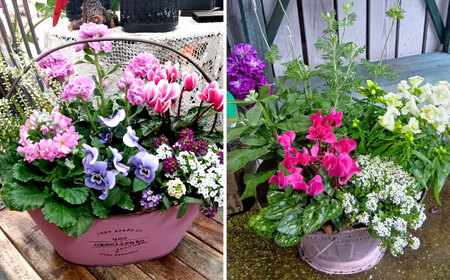 4回定期便】おまかせ 季節の 寄せ植え プランター / 観葉植物 鉢植え