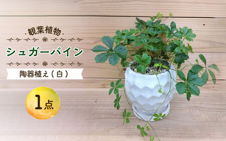 【11月～5月発送】シュガーバイン 陶器植え (白) /  陶器 観葉植物 鉢植え 植物 インテリア / 大村市 アトリウム琴花園[ACZZ011]