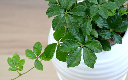 【11月～5月発送】シュガーバイン 陶器植え (白) /  シュガーバイン しゅがーばいん 陶器 観葉植物 鉢植え 植物 鑑賞用 初心者 インテリア 室内 吊り下げ / 大村市 / アトリウム琴花園[ACZZ011]