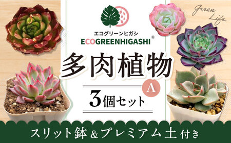 オリジナル鉢付き！かわいい売れ筋多肉植物お届けセットA エコグリーン