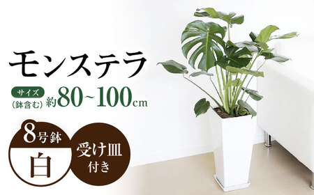 観葉植物 モンステラ 8号サイズ ロングスクエア 陶器鉢植え 【鉢色：白】 / 観葉 植物 インテリア おしゃれ プレゼント / 大村市 /琴花園[ACYK004]